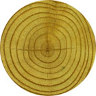 Treated pine pole
