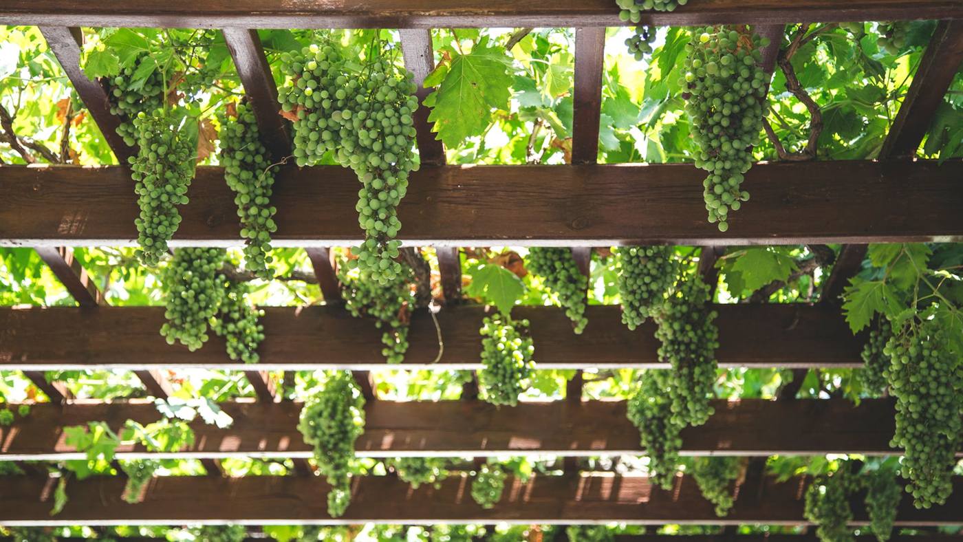 Timber pergola beams with a grapevine